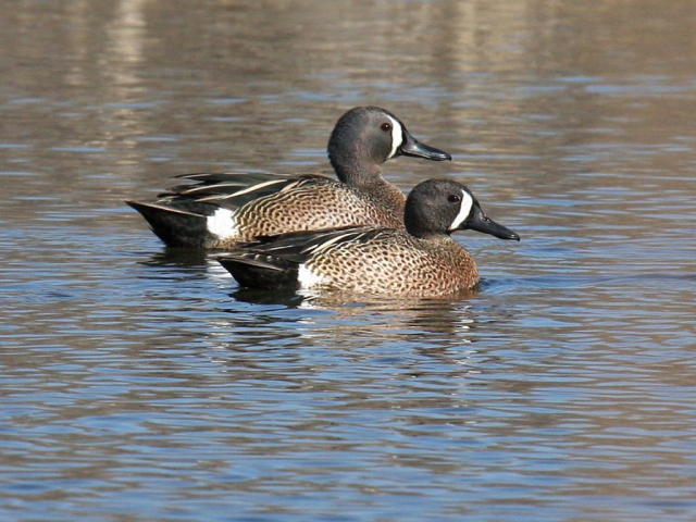 Blue-winged Teal in Sarpy Co 8 Apr 2009 by Phil Swanson