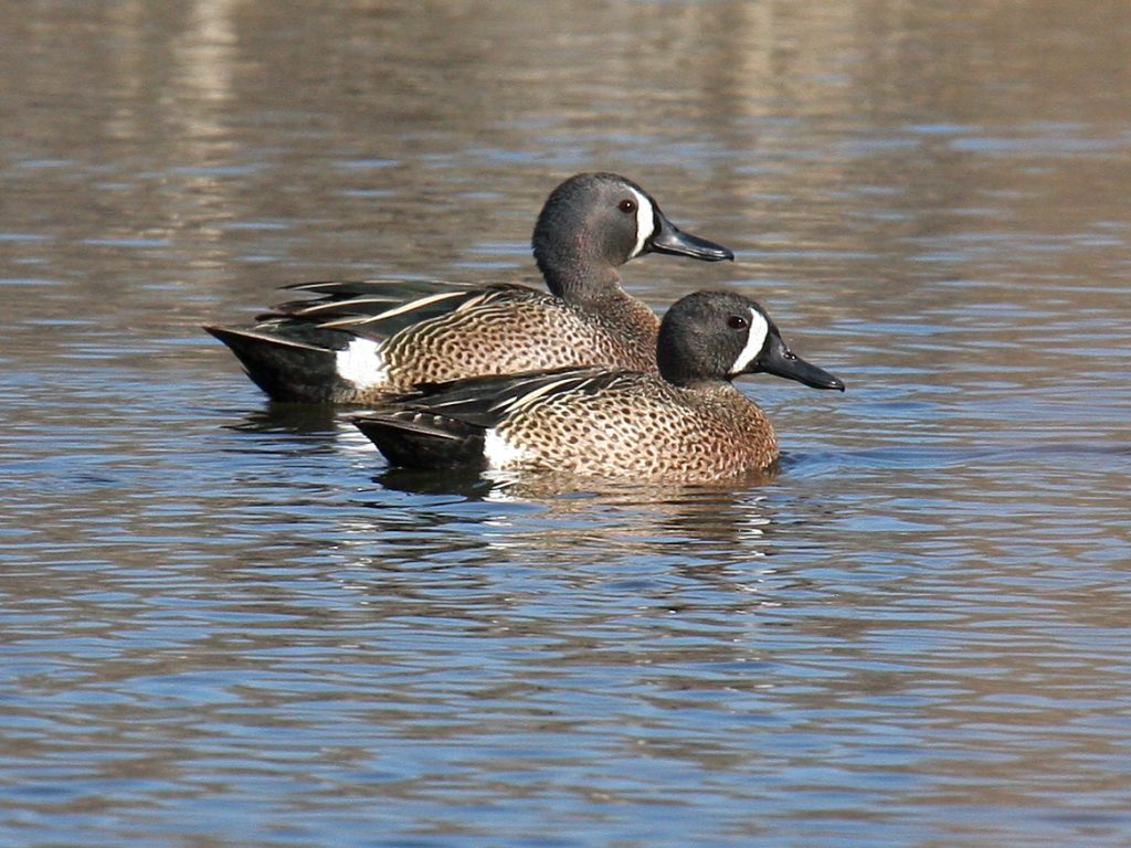 Blue-winged Teal in Sarpy Co 8 Apr 2009 by Phil Swanson