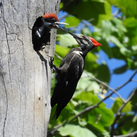 Pileated Woodpeckers in Sarpy Co 25 May 2018 by Phil Swanson