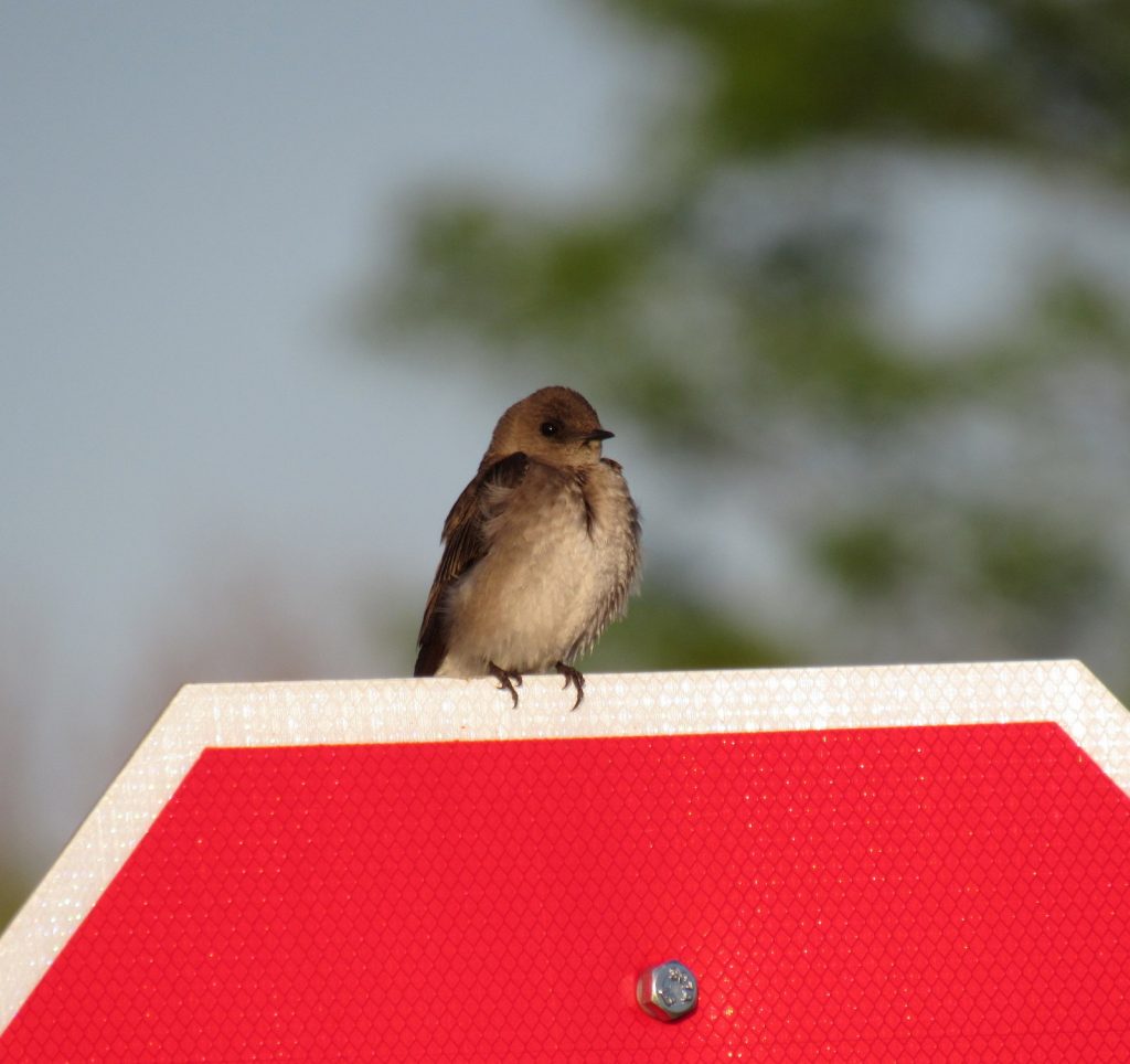 Northern Rough-winged Swallow in Lancaster Co 13 May 2021 by Joel G. Jorgensen
