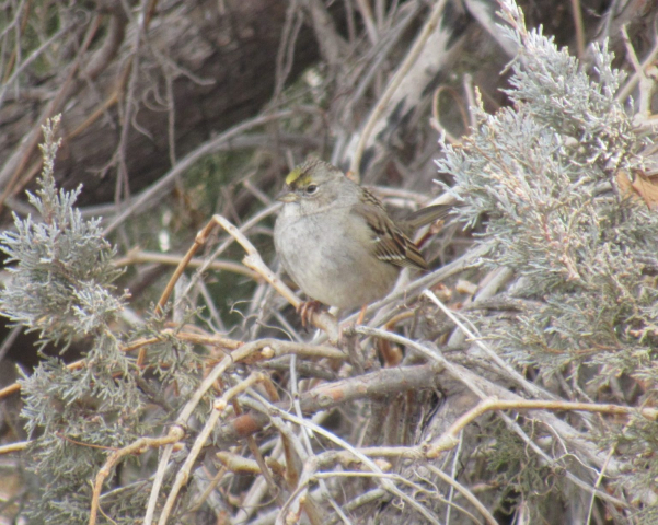 Golden-crowned Sparrow in Keith Co 15 Feb 2022 by Joel G. Jorgensen