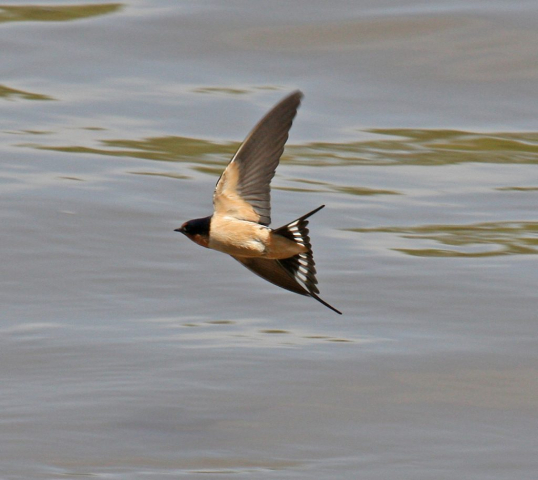 Barn Swallow in Sarpy Co 14 May 2009 by Phil Swanson