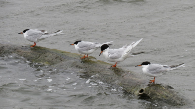 Forster's Terns at Alexandria SRA, Jefferson Co 12 May 2014 by Joel G. Jorgensen