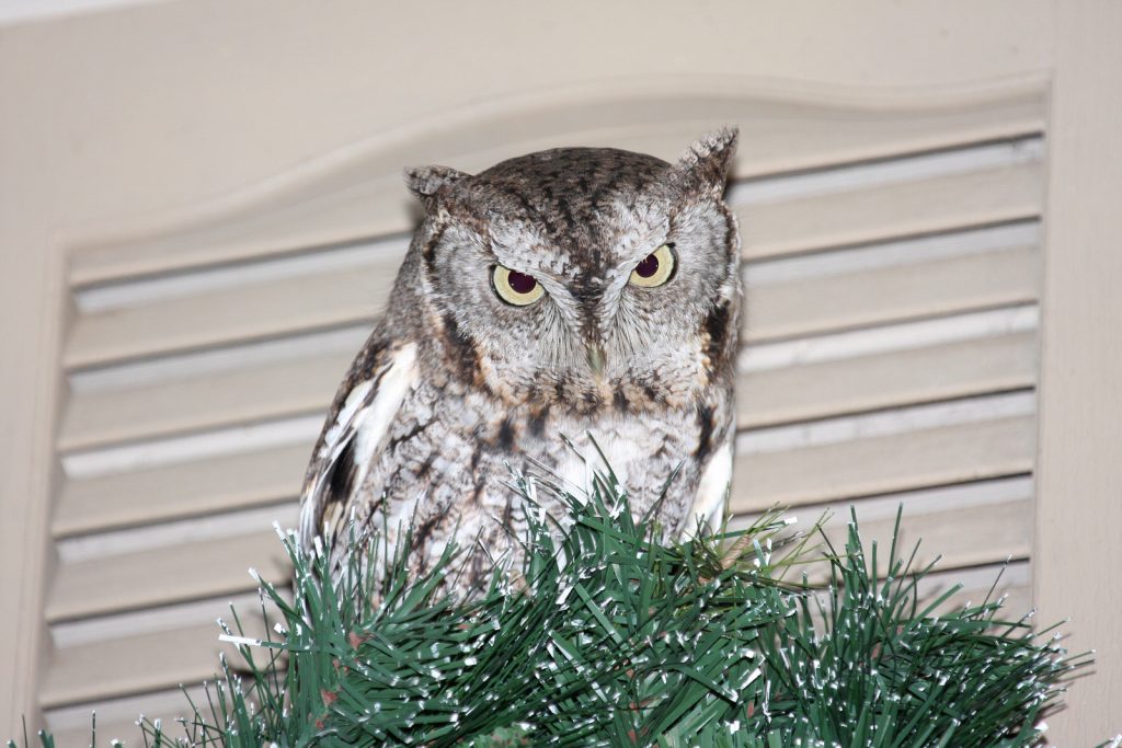 Eastern Screech-Owl in Sarpy Co 30 Nov 2008 by Phil Swanson