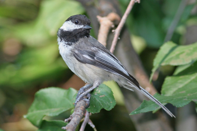 Black-capped Chickadee in Sarpy Co 10 Jul 2005 by Phil Swanson