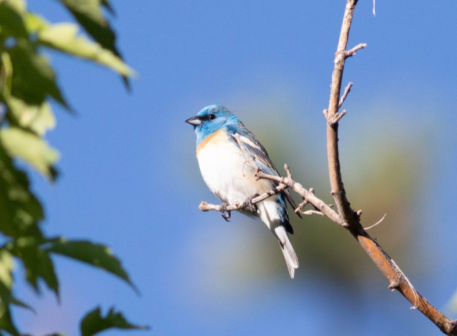 Lazuli Bunting in Scotts Bluff Co 16 June 2021 by Stephen Brenner