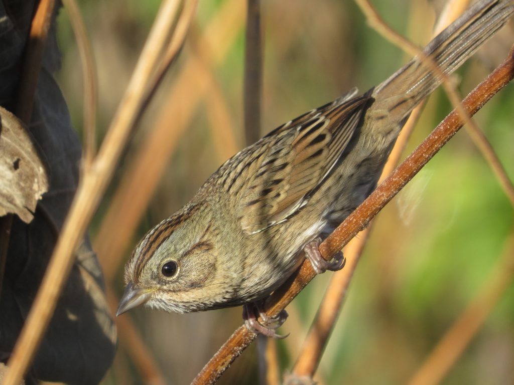 Lincoln's Sparrow in Lancaster Co 11 Oct 2014 by Joel G. Jorgensen