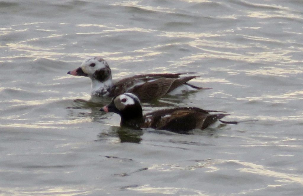 Long-tailed Ducks at Lewis and Clark Lake, Knox Co 22 Apr 2019 by Mark A. Brogie