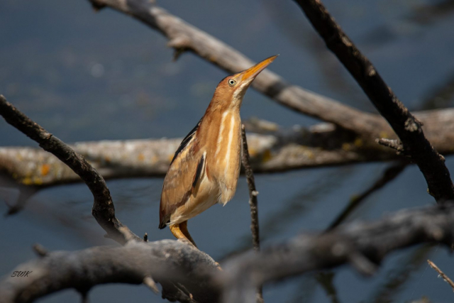 Least Bittern in Sarpy Co 22 May 2024 by Steve Krout
