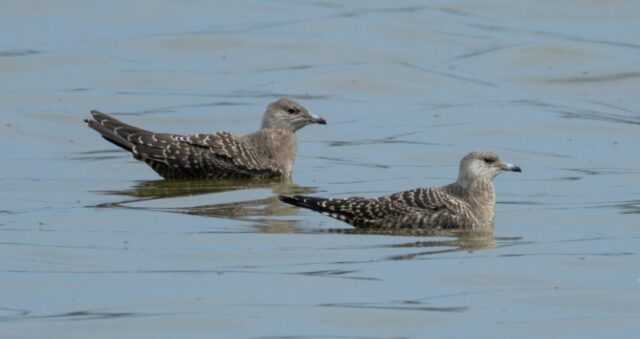 Long-tailed Jaegers in Lancaster Co 15 Aug 2025 by Tobin Brown