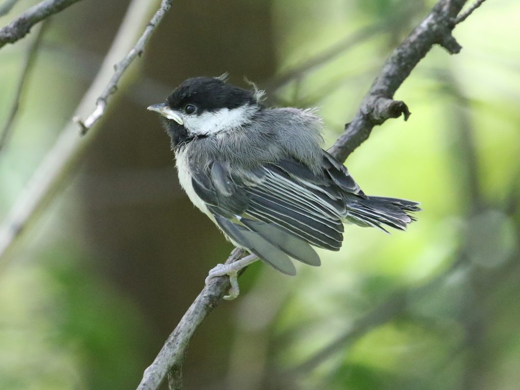 Fledgling Black-capped Chickadee in Sarpy Co 15 May 2020 by Phil Swanson