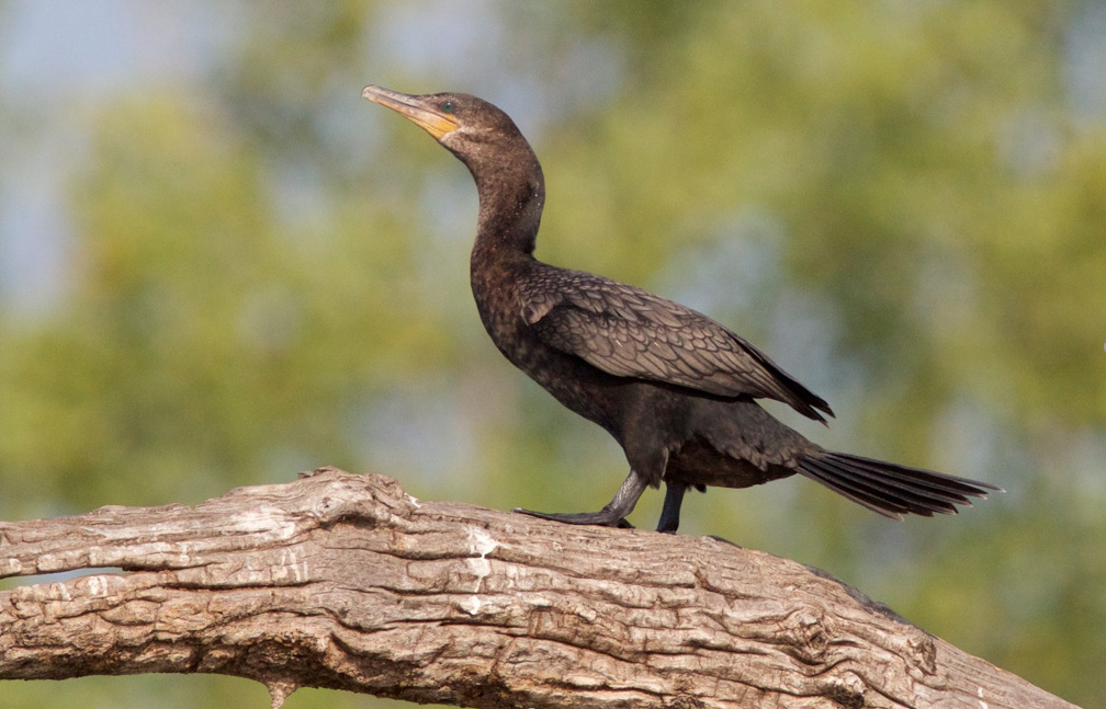 Neotropic Cormorant at Wagon Train SRA, Lancaster Co 11 Aug 2021 by Larry Porter