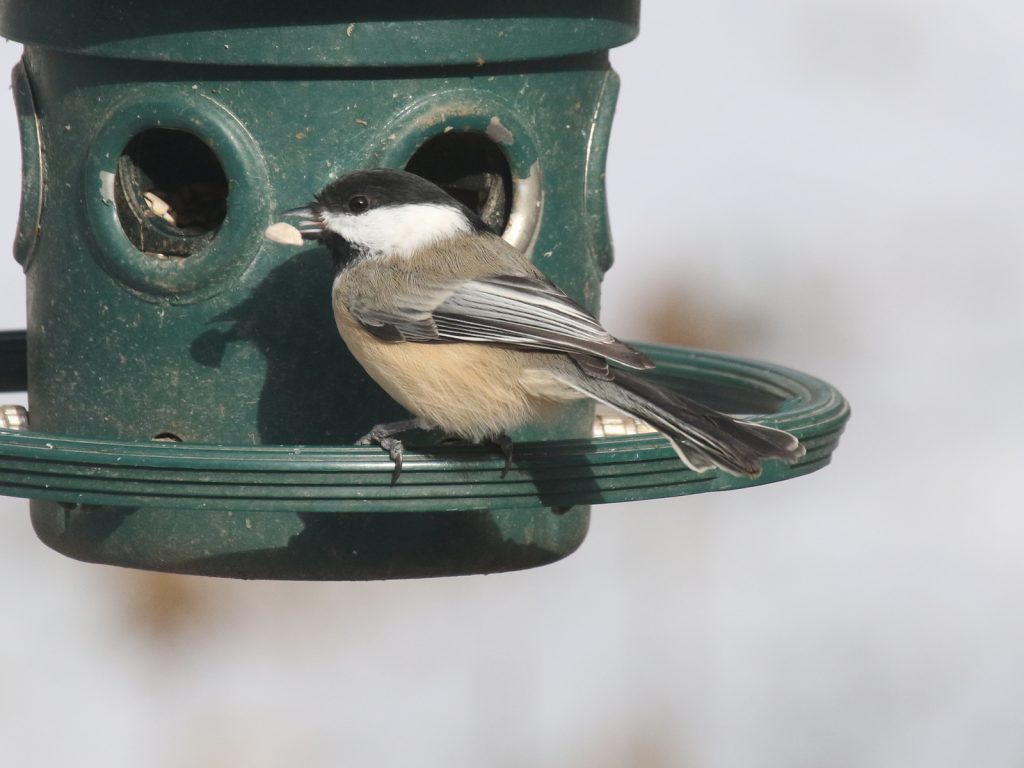 Black-capped Chickadee in Sarpy Co 11 Nov 2014 by Phil Swanson