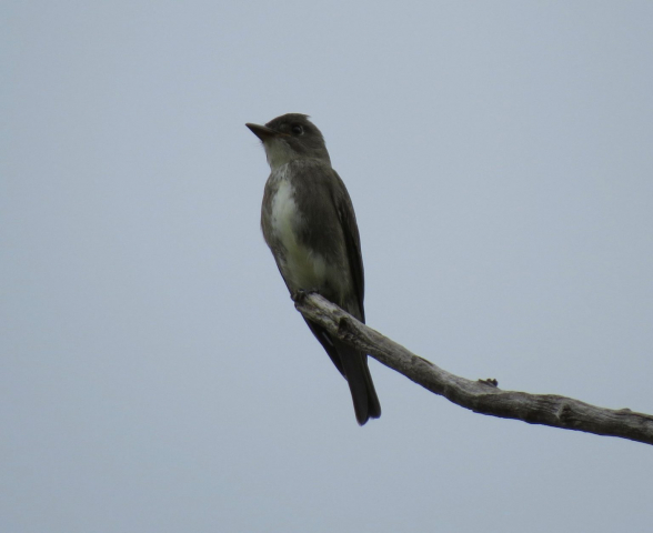 Olive-sided Flycatcher at Lake Ogallala, Keith Co 22 Aug 2014 by Joel G. Jorgensen