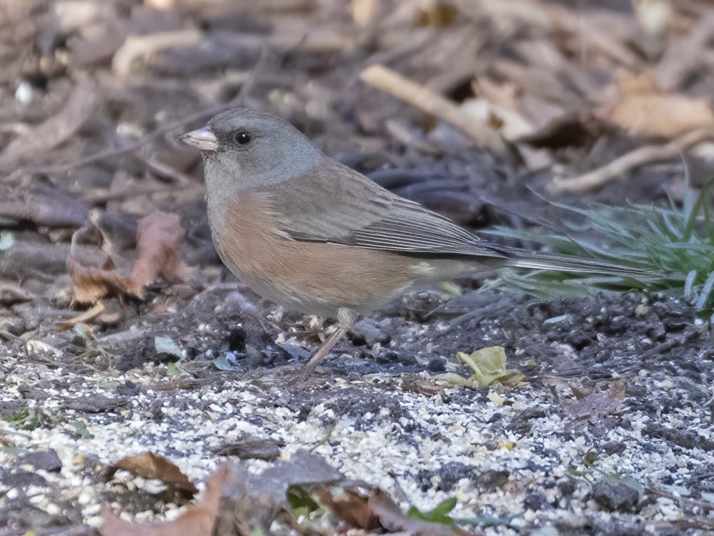 Pink-sided Junco in Papillion, Sarpy Co 30 Oct 2020 by Phil Swanson
