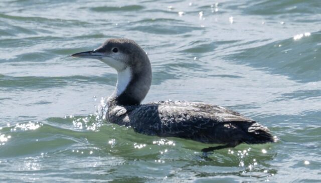 Pacific Loon in Lincoln Co 1 Mar 2025 by Tobin Brown