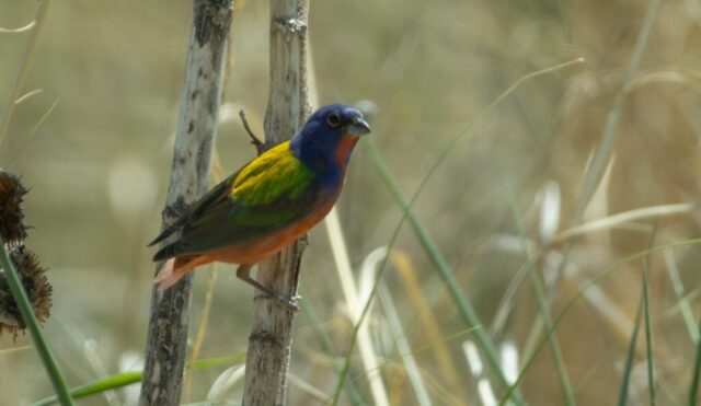 Painted Bunting in Cherry Co 27 May 2026 by Tobin Brown