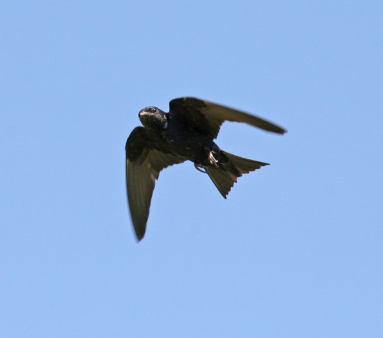 Purple Martin at Walnut Creek Lake and Recreation Area, Sarpy Co 8 Jul 2007 by Phil Swanson