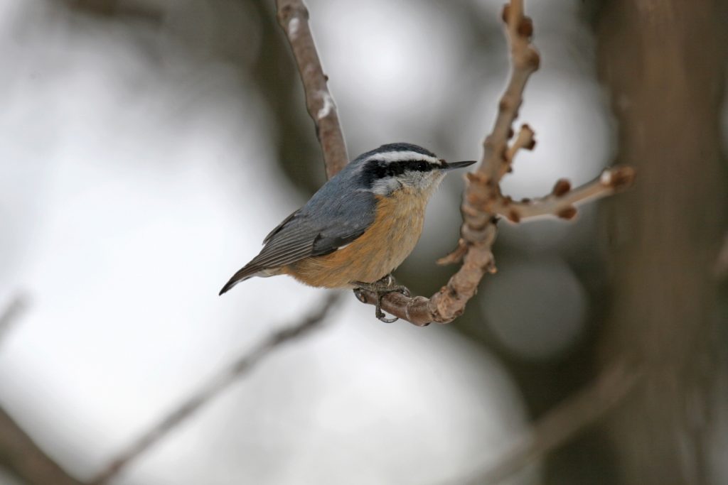Red-breasted Nuthatch at Camp Maha, Sarpy Co 19 Dec 2007 by Phil Swanson