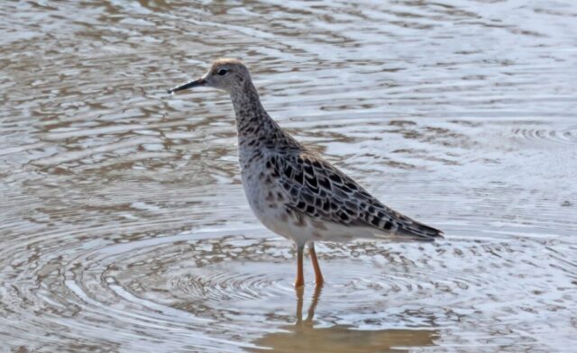 Ruff in Douglas Co 10 Apr 2026 by Phil Swanson