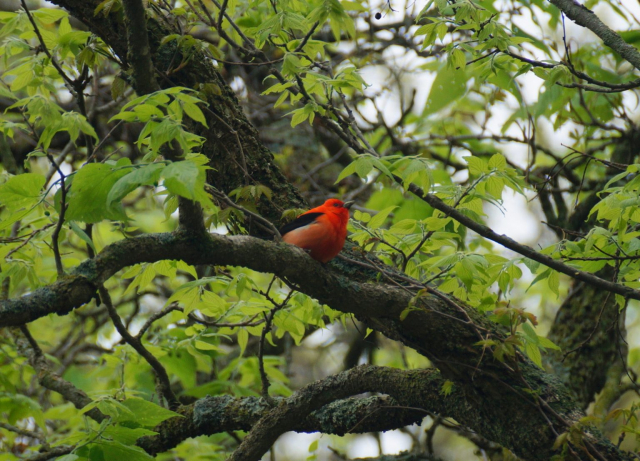 Scarlet Tanager in Seward Co 12 May 2018 by Joel G. Jorgensen