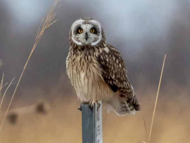 Short-eared Owl in Washington Co 15 Feb 2022 by Phil Swanson