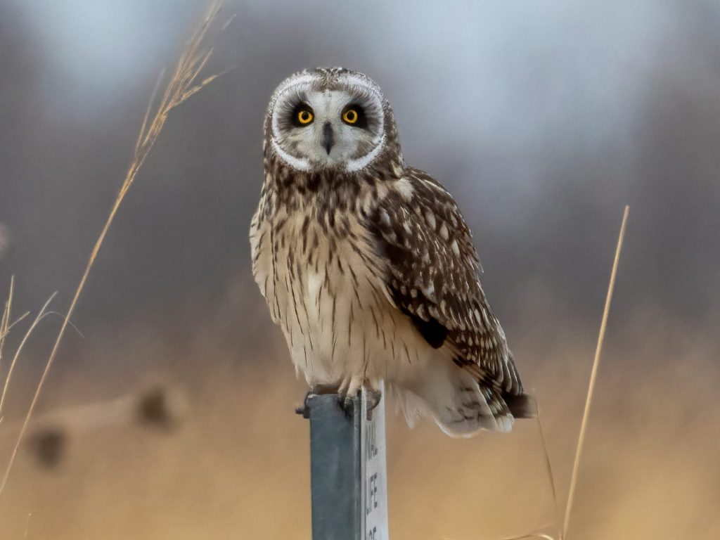 Short-eared Owl in Washington Co 15 Feb 2022 by Phil Swanson