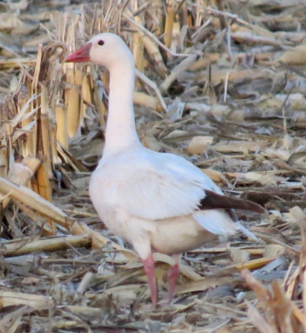 Snow x Ross's Goose at Bazile Creek WMA, Knox Co 26 Apr 2021 by Mark A. Brogie