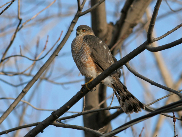Sharp-shinned Hawk in Sarpy Co 8 Jan 2007 by Phil Swanson