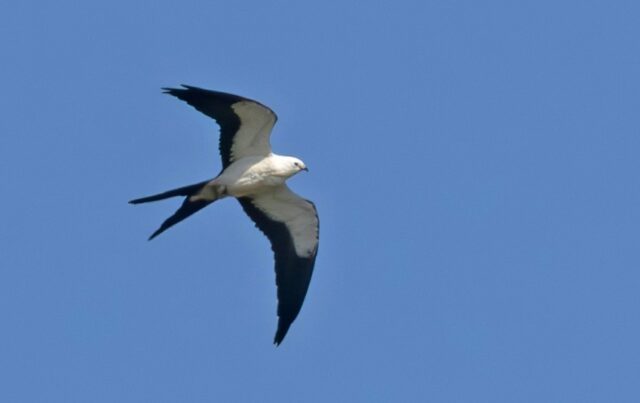 Swallow-tailed Kite in Lancaster Co 17 Aug 2025 by Mary Clausen Swallow-tailed Kite in Lancaster Co 17 Aug 2025 by Mary Clausen