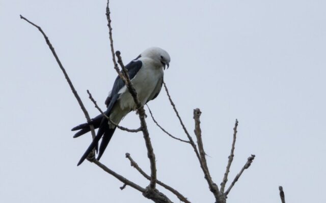 Swallow-tailed Kite in Lancaster Co 31 Aug 2026 by Tobin Brown