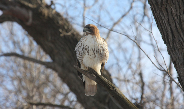 Red-tailed hawk in Sarpy Co 2 Jan 2009 by Phil Swanson