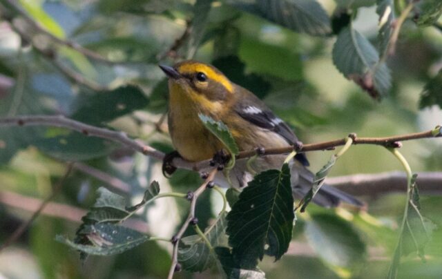 Townsend's Warbler in Scotts Bluff Co 5 Sep 2024 by Stephen Brenner