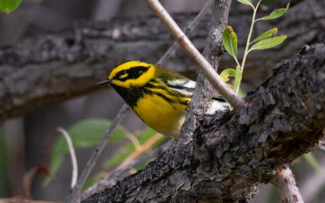 Townsend's Warbler in Kimball Co 30 Aug 2026 by Stephen Brenner