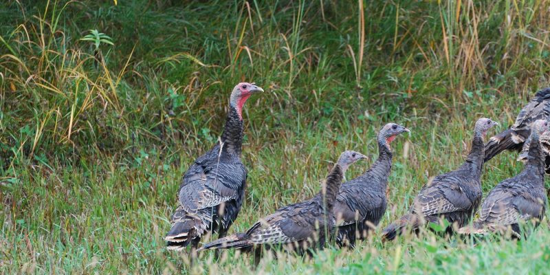 Wild Turkeys 14 Oct 2012 by Joel G. Jorgensen