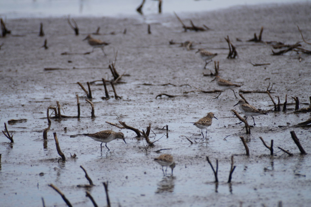 White-rumped Sandpipers in the Rainwater Basin 17 May 2019 by Joel G. Jorgensen