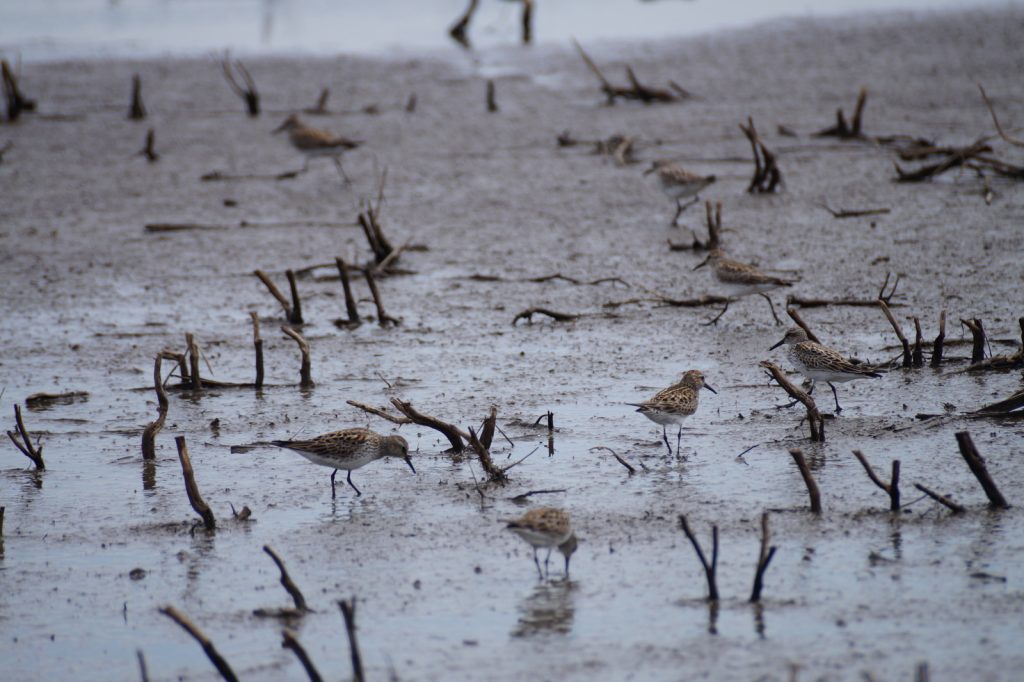 White-rumped Sandpipers in the Rainwater Basin 17 May 2019 by Joel G. Jorgensen