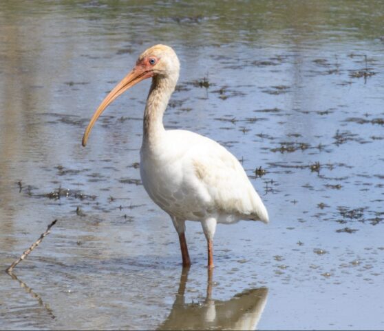 White Ibis in Lancaster Co 10 Apr 2024 by Tobin Brown White Ibis in Lancaster Co 10 Apr 2024 by Tobin Brown