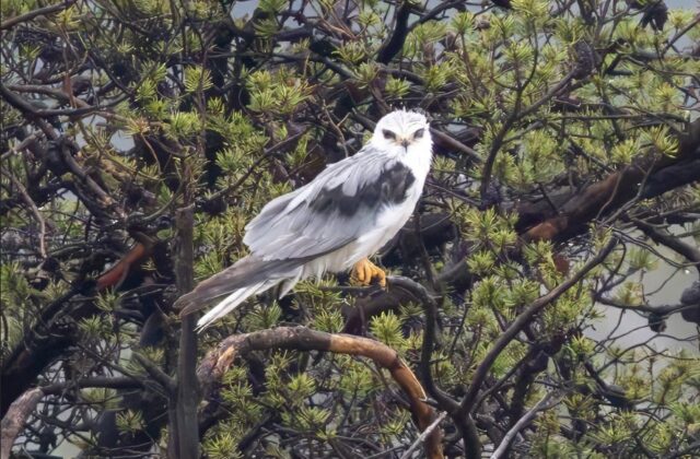 White-tailed Kite in Thomas Co 20 Jun 2026 by Mary Clausen White-tailed Kite in Thomas Co 20 Jun 2026 by Mary Clausen