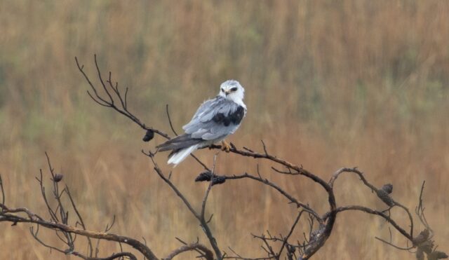 White-tailed Kite in Thomas Co 20 Jun 2026 by Tobin Brown White-tailed Kite in Thomas Co 20 Jun 2026 by Tobin Brown