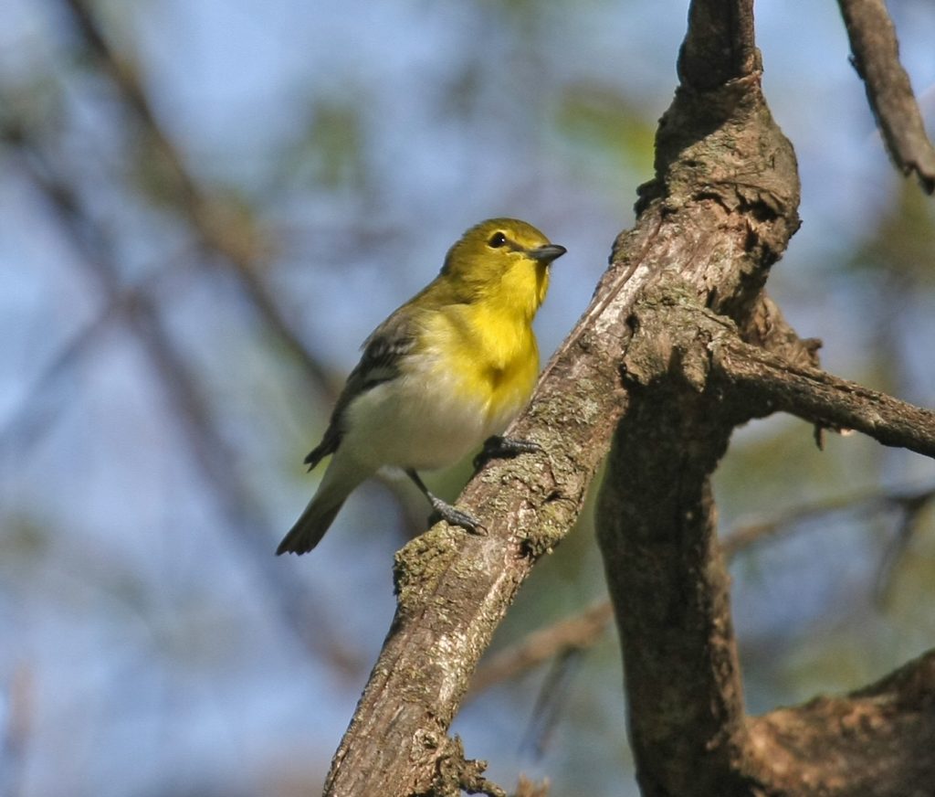 Yellow-throated Vireo in Sarpy Co 12 May 2008 by Phil Swanson