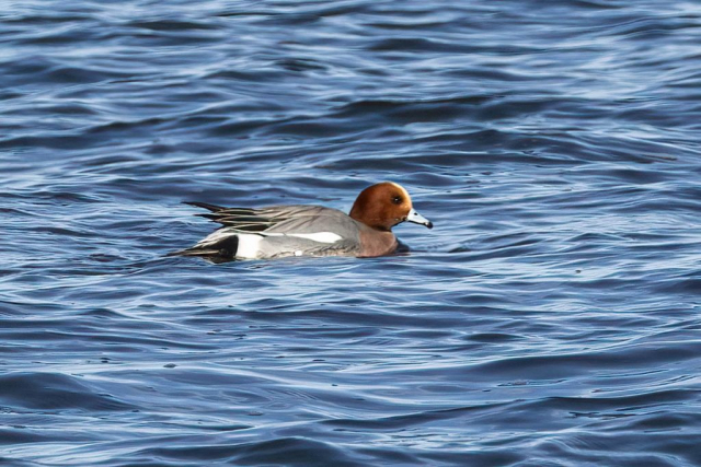 Eurasian Wigeon in Keith County 31 Dec 2024 by Boni Edwards