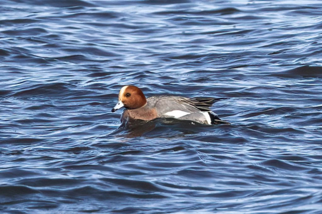 Eurasian Wigeon in Keith County 31 Dec 2024 by Boni Edwards