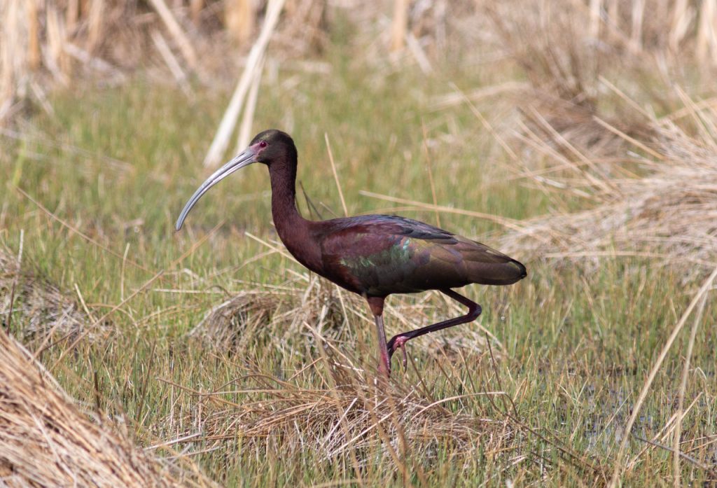 Glossy x White-faced Ibis (hybrid) in Garden Co 7 May 2022 by Stephen Brenner