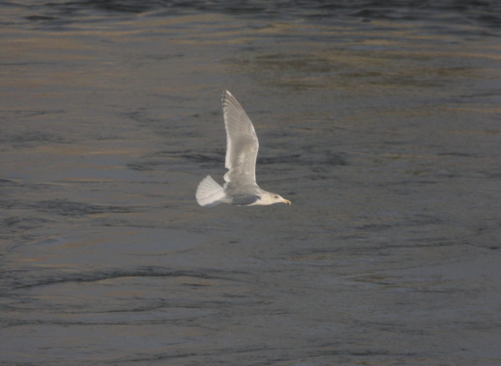 Glaucous-winged Gull at Lake Ogallala, Keith Co 16 Feb 2013 by Carlos Grande