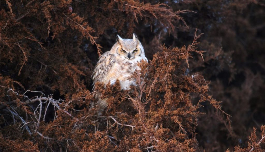 Great Horned Owl in Lincoln Co February 2022 by Cheryl Stomitis