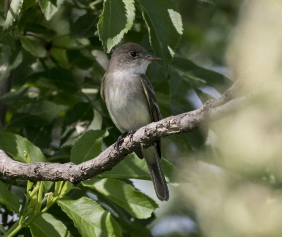 Willow Flycatcher by Phil Swanson