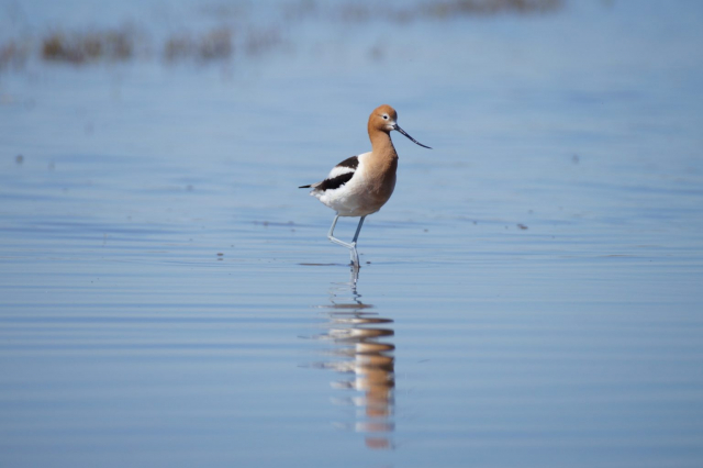 American Avocet at Smith WPA, Clay Co 2 May 2019 by Joel Jorgensen
