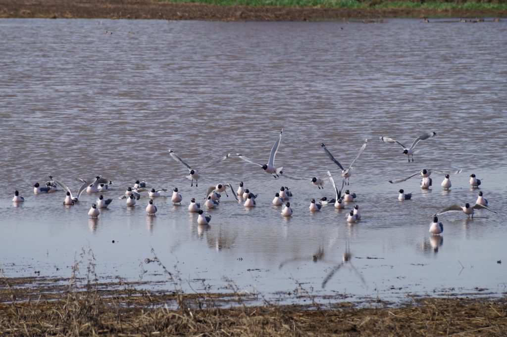 Franklin's Gulls at a Todd Valley wetland, Saunders Co 23 Apr 2019 by Joel Jorgensen