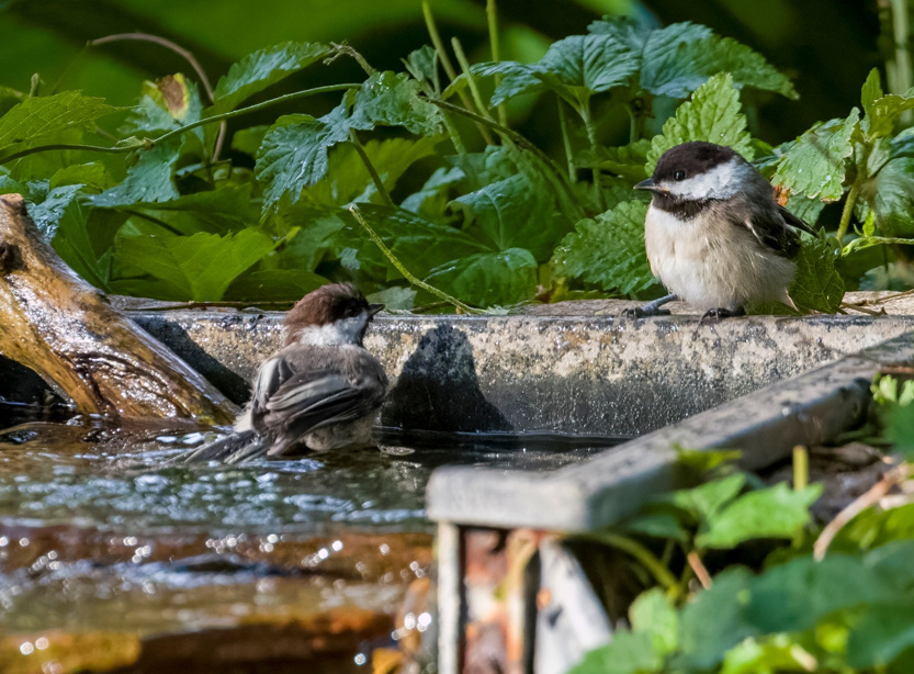 "Brown-capped" Black-capped Chickadee (left) with a typical individual (right) in Sarpy Co 29 May 2021 by Phil Swanson